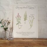 Affiche botanique tisane
