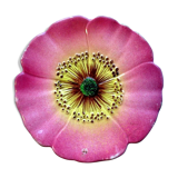 Art deco dabbling plate pink flower eglantine