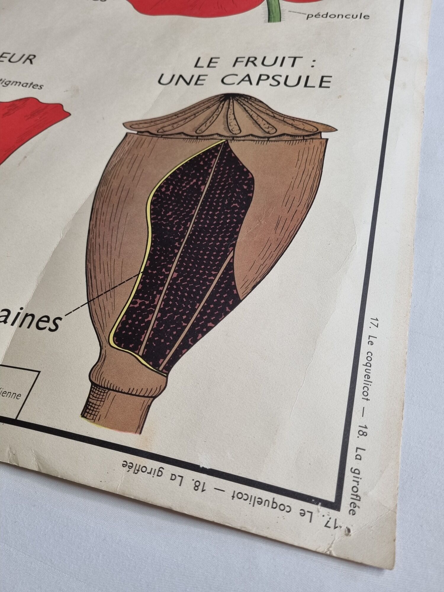 Double-sided educational poster Le Coquelicot - La Giroflée, Rossignol, 60s