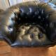 Canapé Chesterfield cuir noir + paire de fauteuils