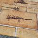 Vintage coffee table by Roger Capron, herbarium model