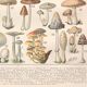 Lithograph plate of mushrooms 1900