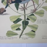 Bird engraving, sea allouette, repro catesby/seligmann