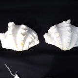 Tridacne Bénitier géant xx -ème