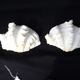 Tridacne Giant Clam xx -th