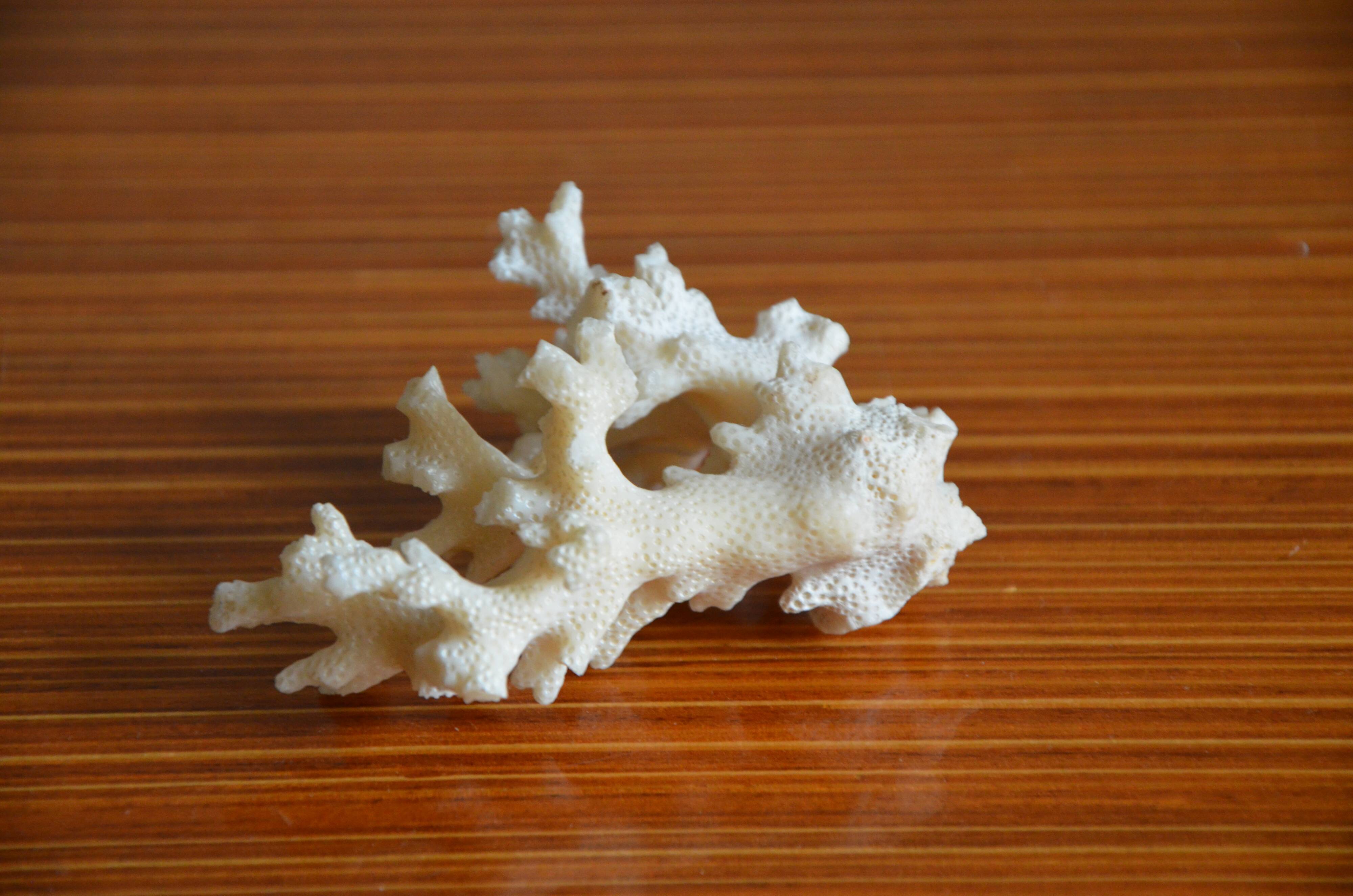 Lot of 3 pieces of coral