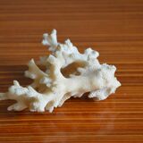Lot of 3 pieces of coral