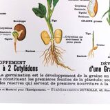 Deyrolle Fruits and Seeds Poster No. 10