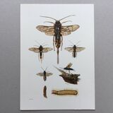 Antique illustration "insects", Vintage Insect Print, 1960s