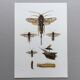 Antique illustration "insects", Vintage Insect Print, 1960s