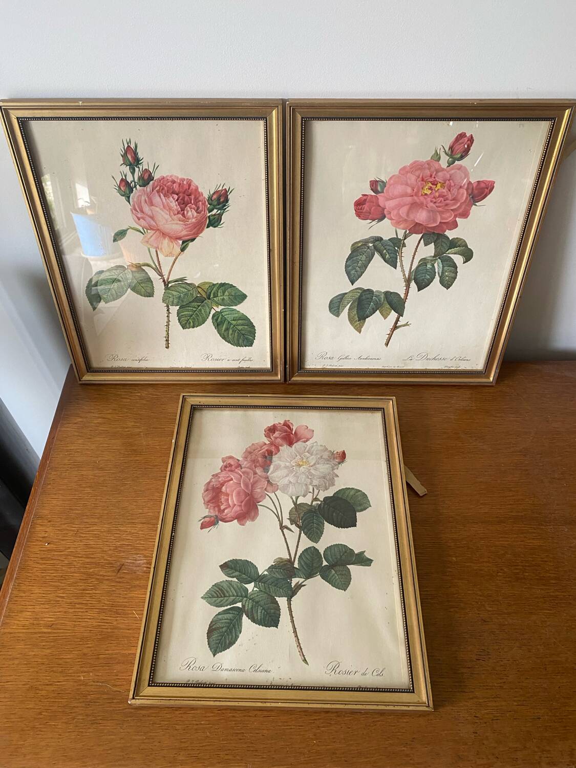 Antique lithographs by pierre joseph redouté, roses + gilded wood frame