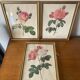 Antique lithographs by pierre joseph redouté, roses + gilded wood frame