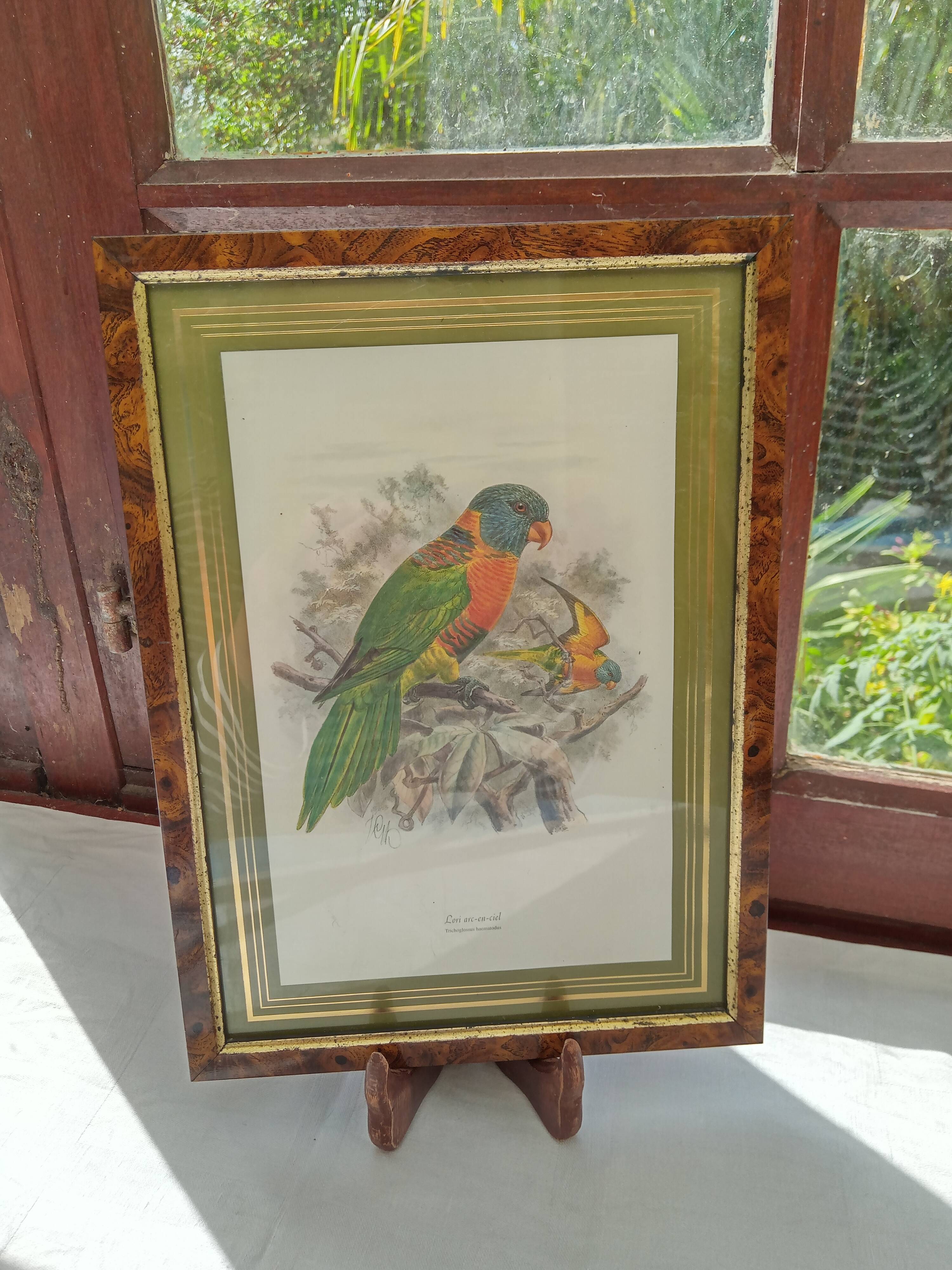 Tableau oiseau Lori