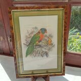 Tableau oiseau Lori