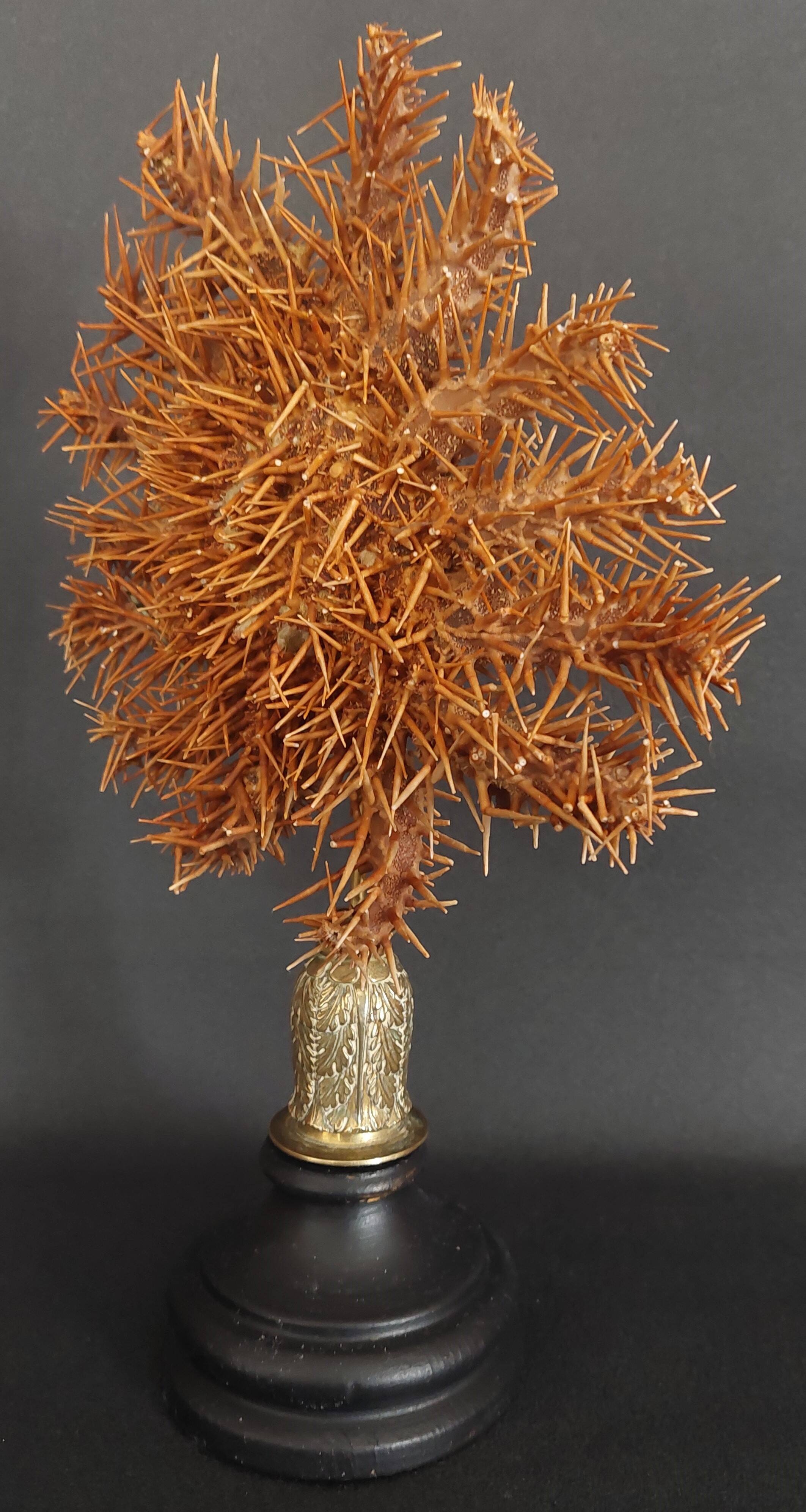 Cabinet de Curiosités étoile de mer acanthaster planci sur socle