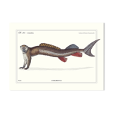 Chimera lithograph animal engraving - l'acilbrouck