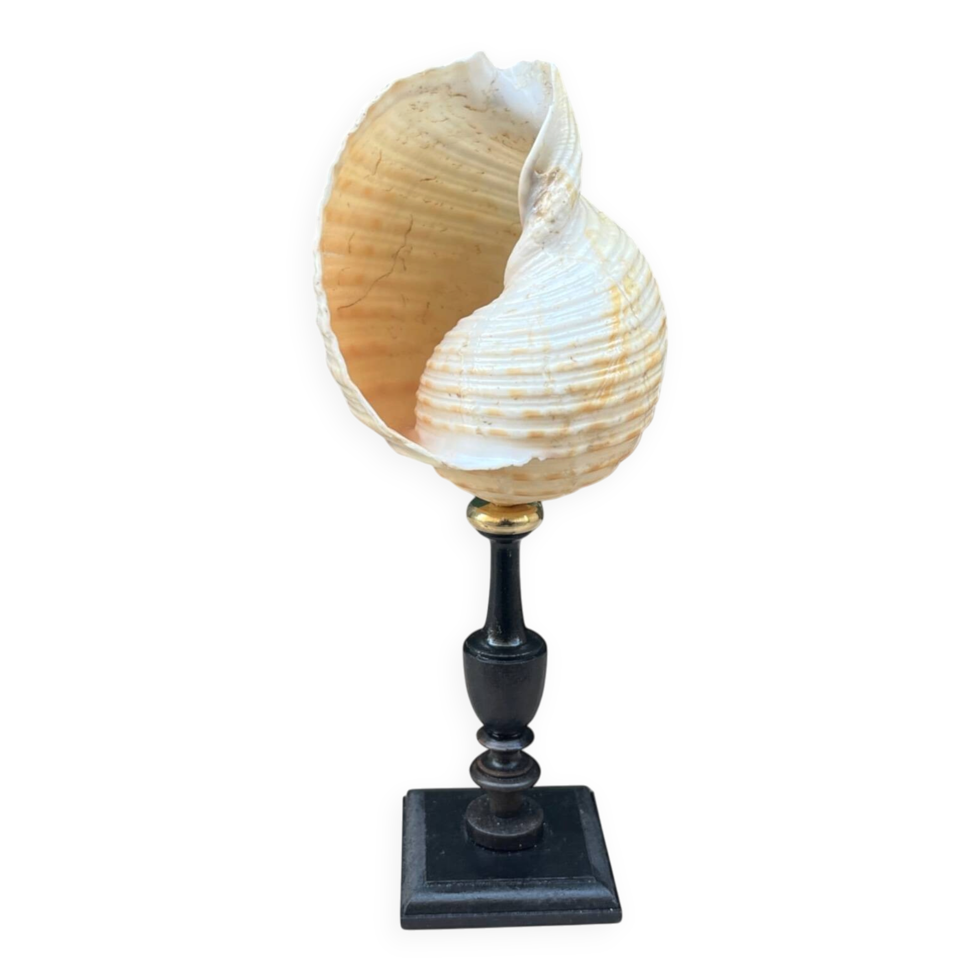 Tonna Galea shell on a turned wooden base, late 19th century curiosities.
