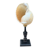 Tonna Galea shell on a turned wooden base, late 19th century curiosities.