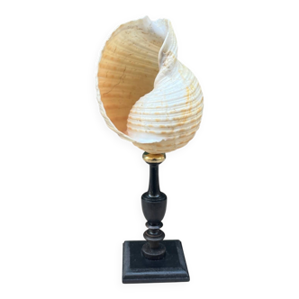 Tonna Galea shell on a turned wooden base, late 19th century curiosities.