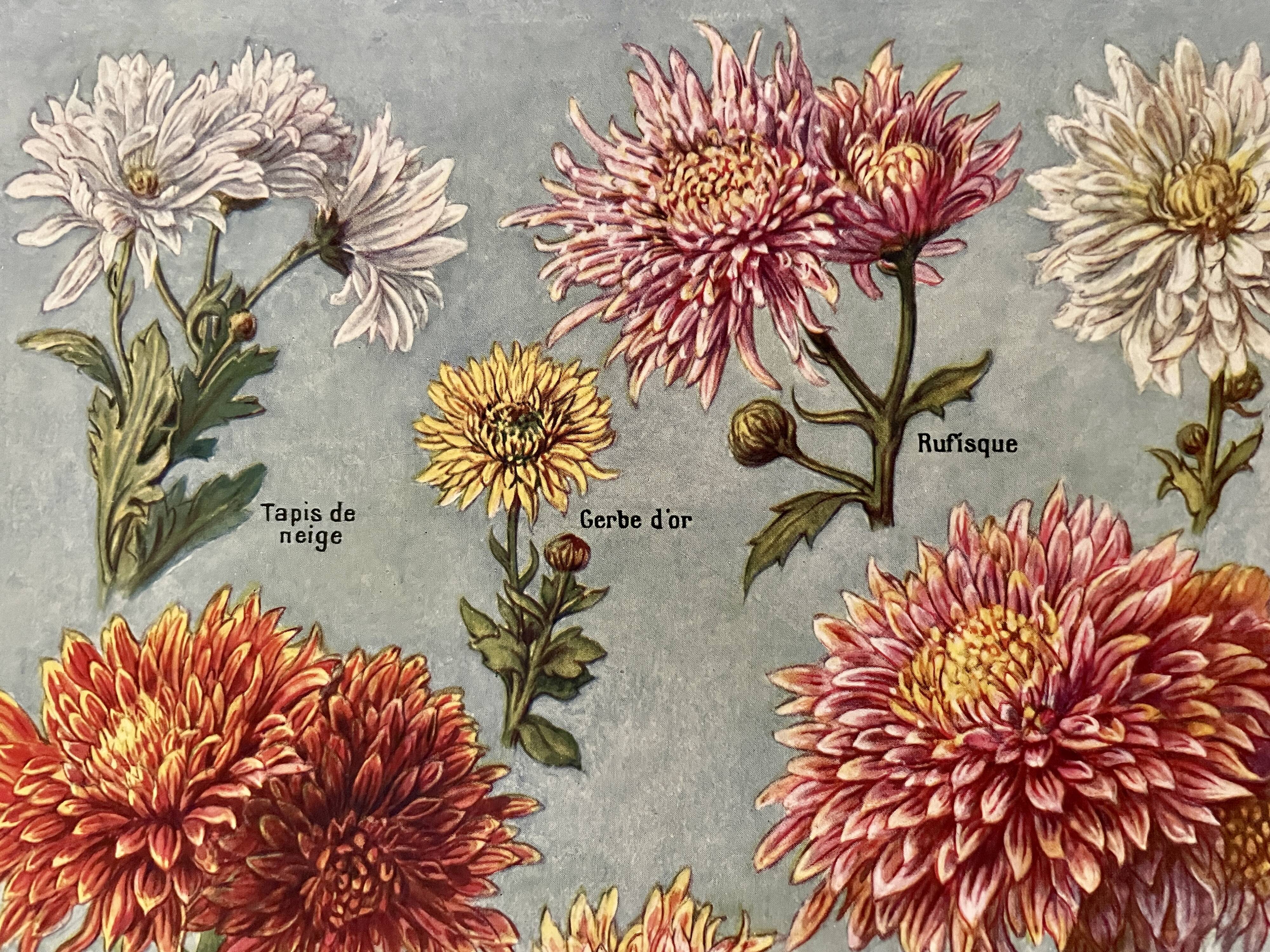 Lithographie sur les fleurs chrysanthèmes - 1920