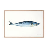 "Roseline", mackerel, art print 21/29.7 cm