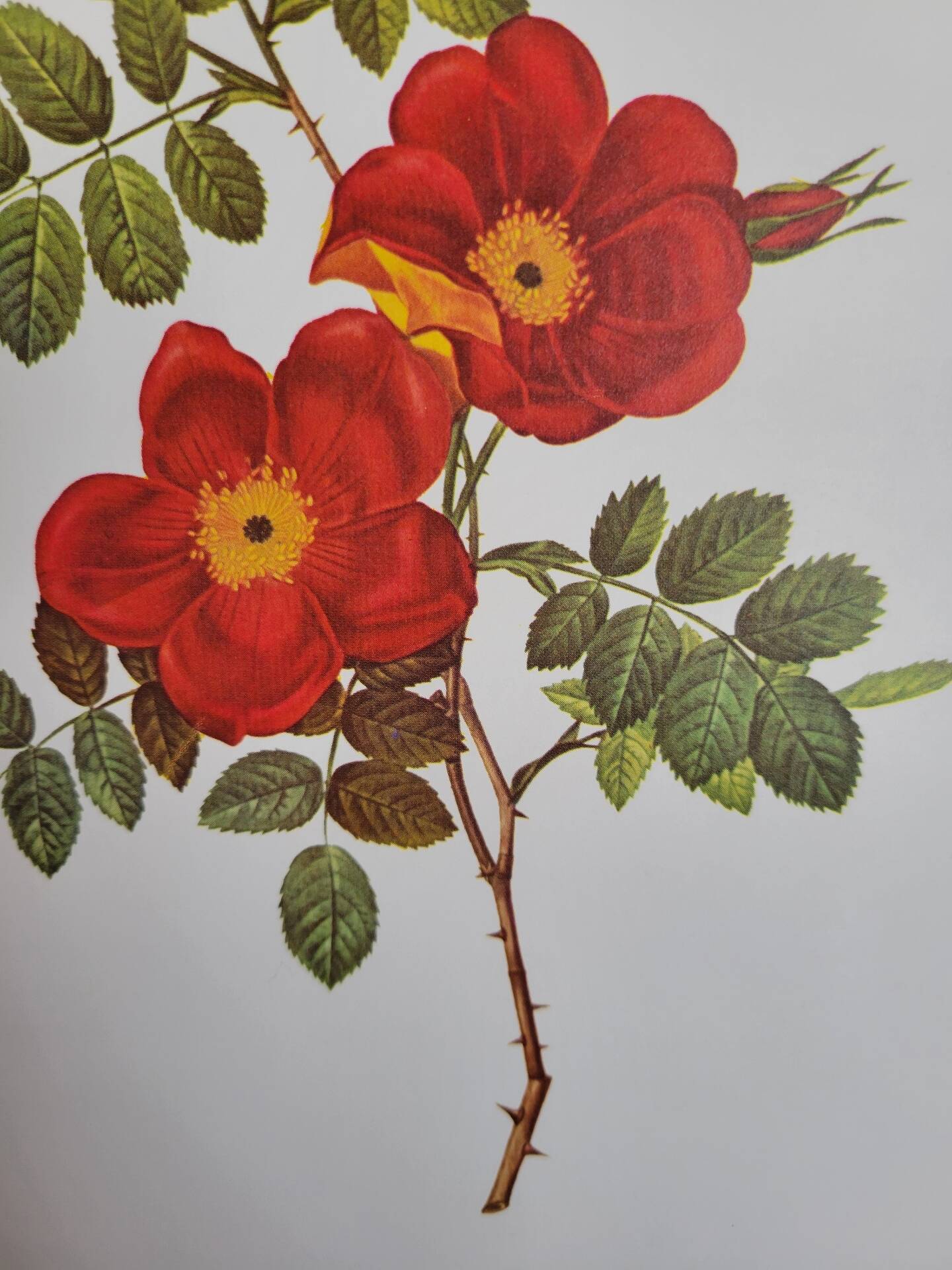 Botanical plate Wild Rose, P.J. Redouté, 1960