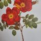 Botanical plate Wild Rose, P.J. Redouté, 1960