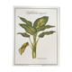 Botanical board Dieffenbachia