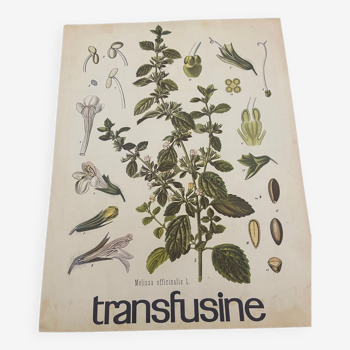 Affiche médical transfusine