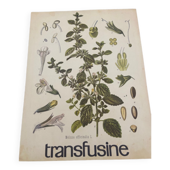 Affiche médical transfusine