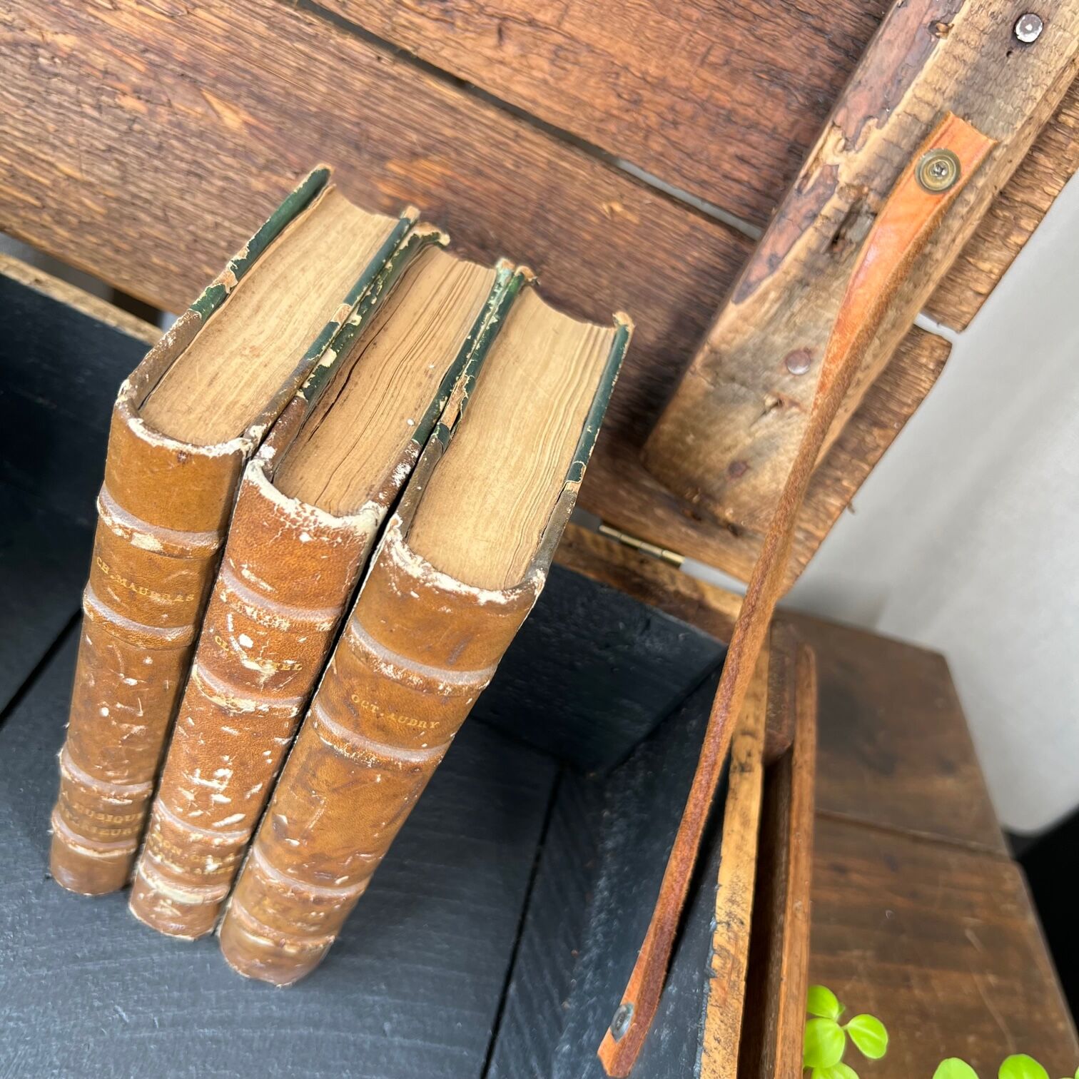 Raw wooden box “The weasel & the hedgehog”