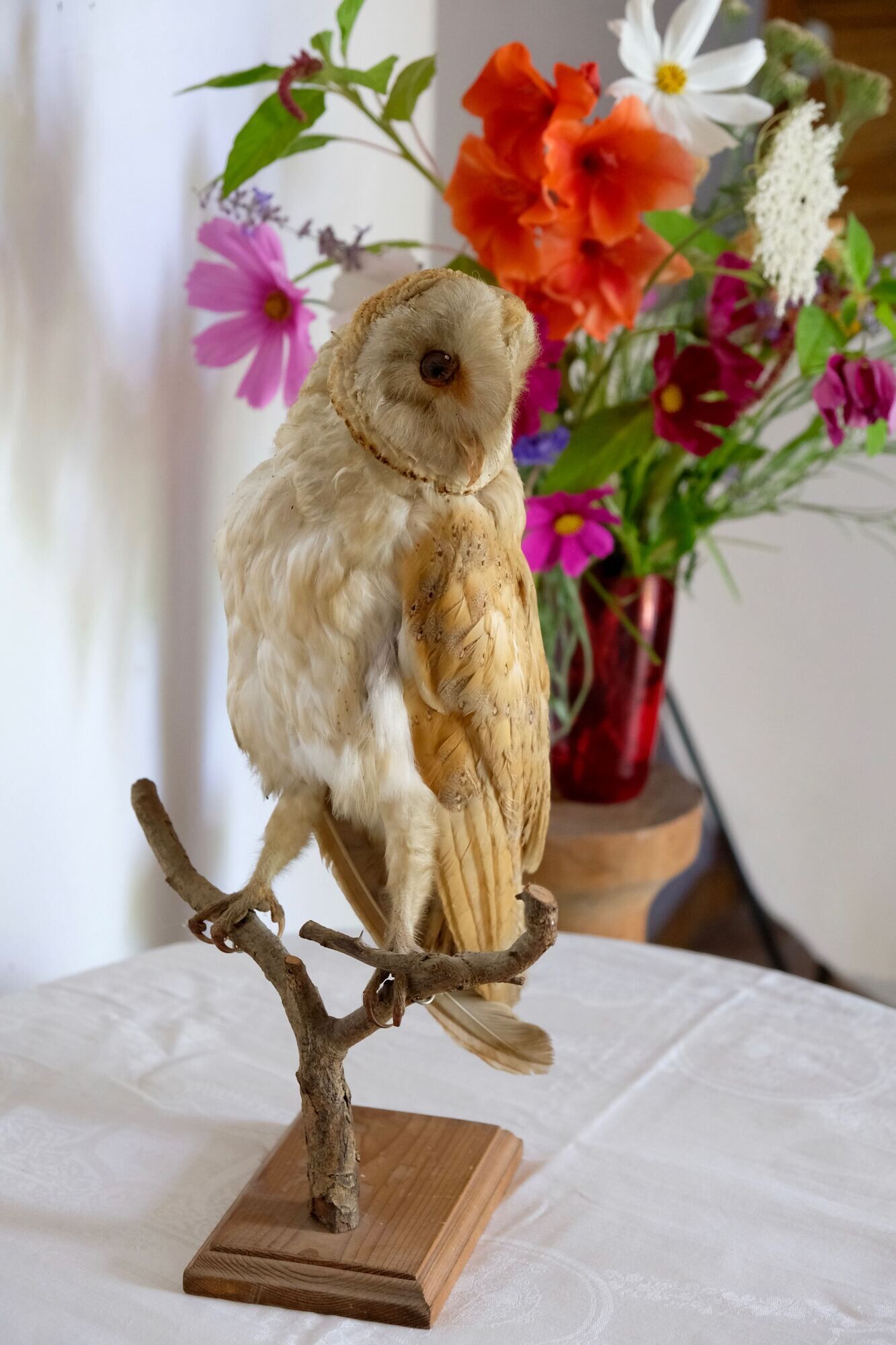 Taxidermy owl owl naturalized from the 70s