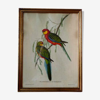 Tableau ancien avec oiseaux exotiques