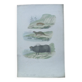 Poster - old zoological engraving - souslik/mongoose/cow (mid 19th century)