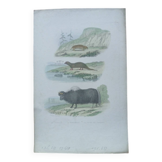 Poster - old zoological engraving - souslik/mongoose/cow (mid 19th century)