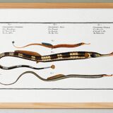 Poster about needlefish, based on an old engraving from 1746.