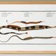 Poster about needlefish, based on an old engraving from 1746.