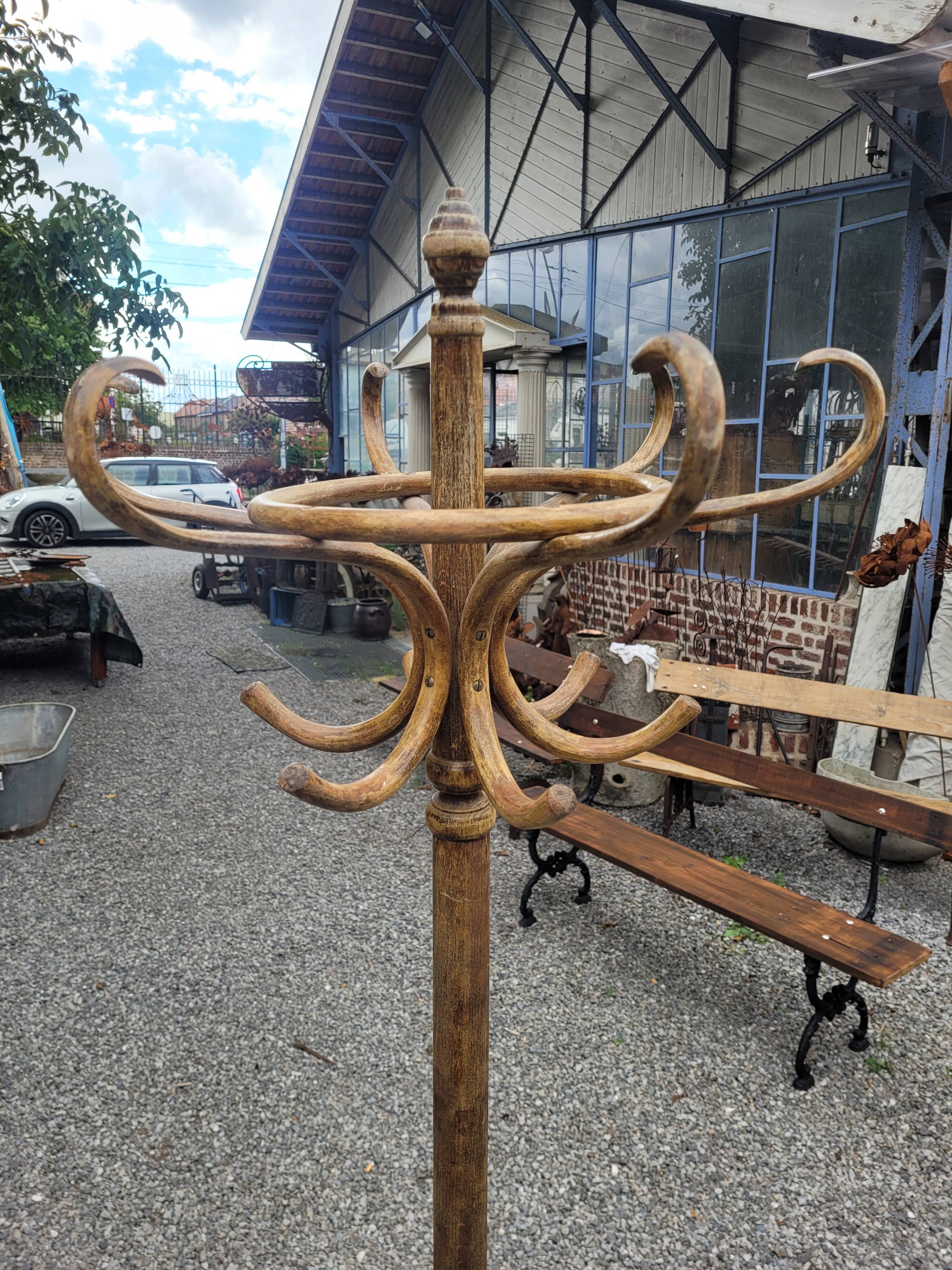 Old parrot in curved wood