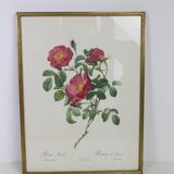 Great Redouté Lithograph