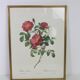 Great Redouté Lithograph