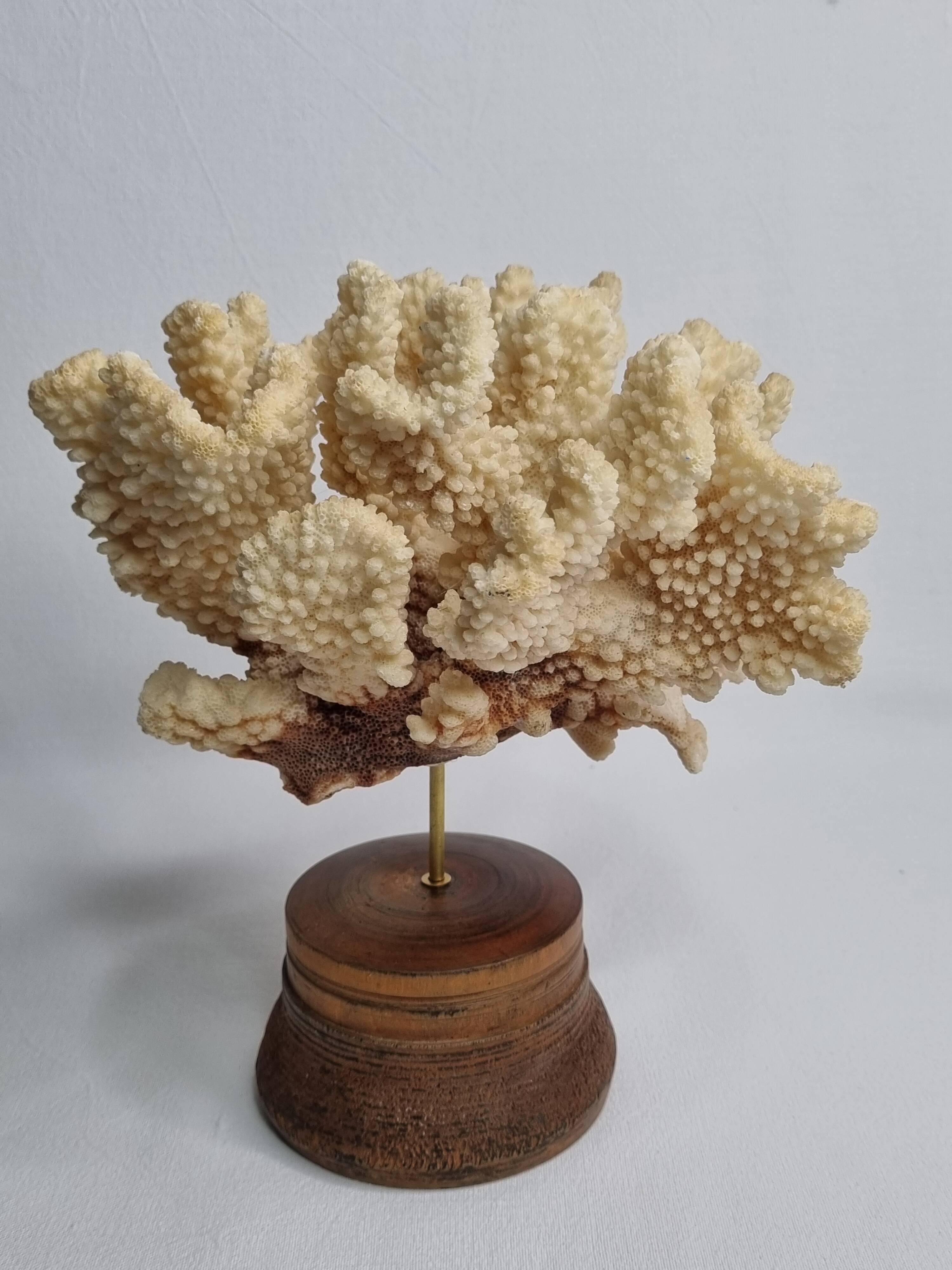 Antique natural coral mounted on turned wooden base, 22 cm