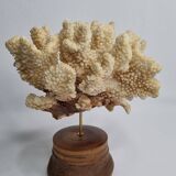 Antique natural coral mounted on turned wooden base, 22 cm