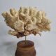 Antique natural coral mounted on turned wooden base, 22 cm