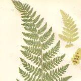 Gravure botanique de 1889 - Fougère dentelle par A. Pratt- ancienne planche