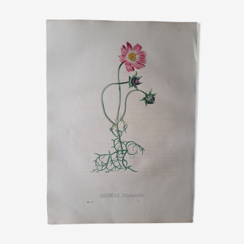 Cosmea Bipinnata botanical board, lithographed and coloured, Sertum Botanicum 1832