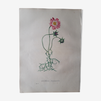 Planche botanique Cosmea Bipinnata lithographiée et coloriée,  Sertum Botanicum 1832