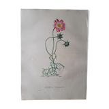 Cosmea Bipinnata botanical board, lithographed and coloured, Sertum Botanicum 1832