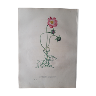 Planche botanique Cosmea Bipinnata lithographiée et coloriée,  Sertum Botanicum 1832