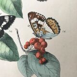 Botanical posters and butterflies 1876