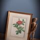 Litho Rosier Pont
